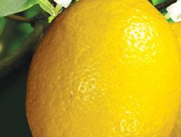 Manfaat minyak lemon