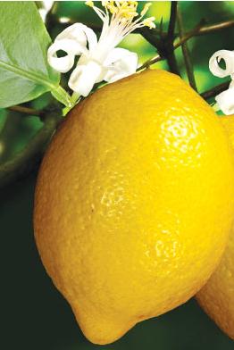 Manfaat minyak lemon
