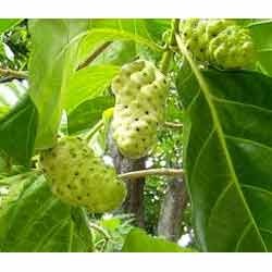 Manfaat Buah Mengkudu