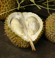 Manfaat Buah Durian