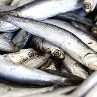 manfaat makan ikan sarden bagi kesehatan