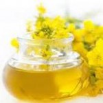 Manfaat minyak canola