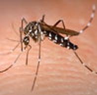 Gejala chikungunya