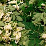 manfaat daun kelor moringa olievera