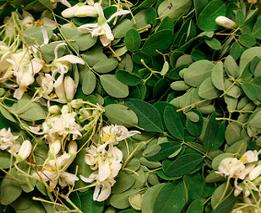 manfaat daun kelor moringa olievera