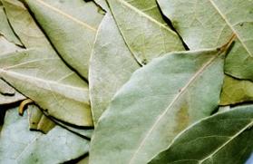 manfaat daun salam untuk kesehatan