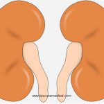 Penyebab, gejala, pengobatan, jenis, diagnosa Gagal Ginjal